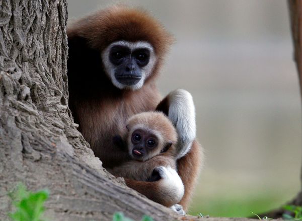 First White-handed Gibbon Infant First White-handed Gibbon Infant - Sputnik International