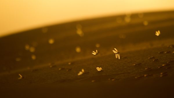 Locusts land on a sand dune in Negev Desert, southern Israel, near the border with Egypt, Tuesday, March 5, 2013 - Sputnik International