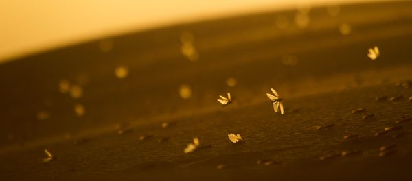 Locusts lands on a sand dune in Negev Desert, southern Israel, near the border with Egypt, Tuesday, March 5, 2013 - Sputnik International
