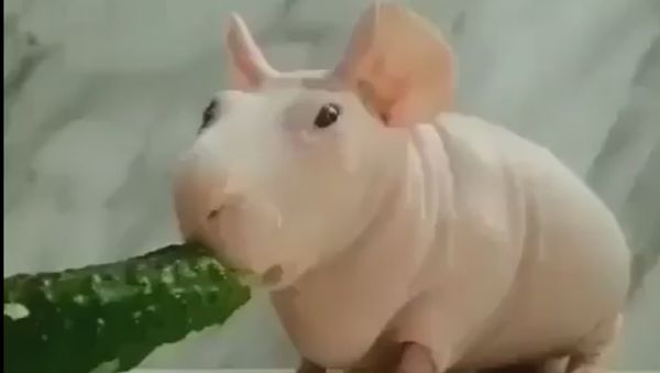 Guinea pig - Sputnik International