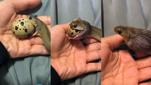 Pet Snake Swallows Quail Egg With Ease - Sputnik International