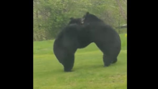 Bears wrestling - Sputnik International