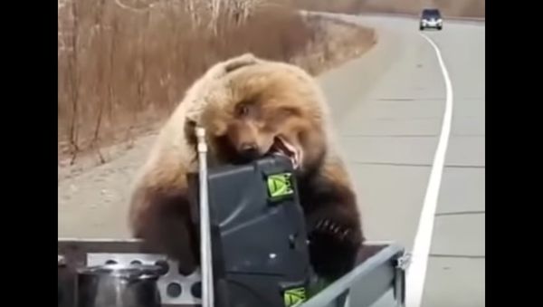 Bear - Sputnik International