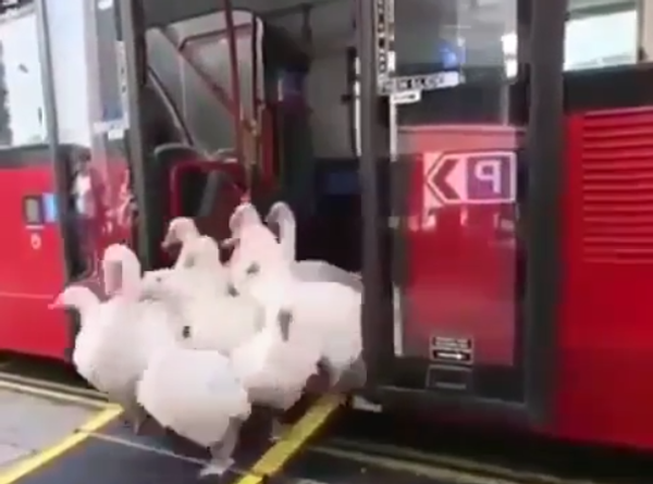 Geese on Bus Geese on Bus - Sputnik International