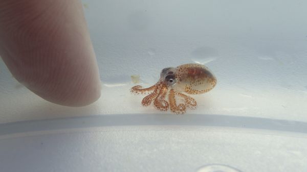 a baby octopus next to a woman's finger inside a plastic container at Kaloko-Honokohau National Historical Park in waters off Kailua-Kona, Hawaii - Sputnik International