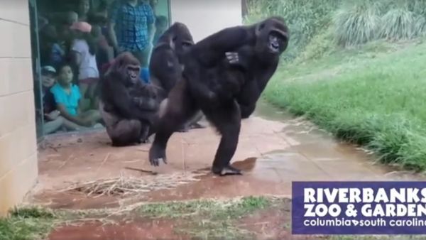 Gorillas - Sputnik International