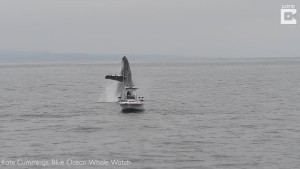 Photographer Catches Humpback Breaching Too Close For Comfort - Sputnik International