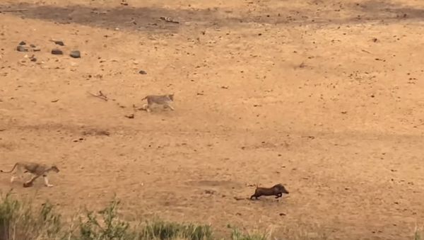 Warthog Doesn't Realize the 7 Lions Behind It! - Sputnik International