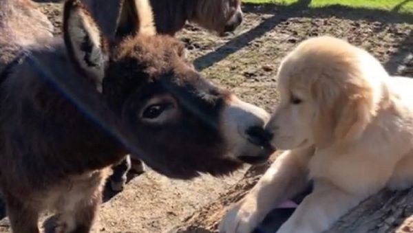 Retriever - Sputnik International
