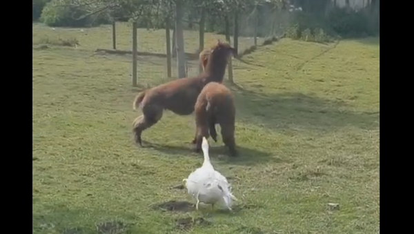 Goose Swoops in to Break Up Alpacas’ Altercation - Sputnik International