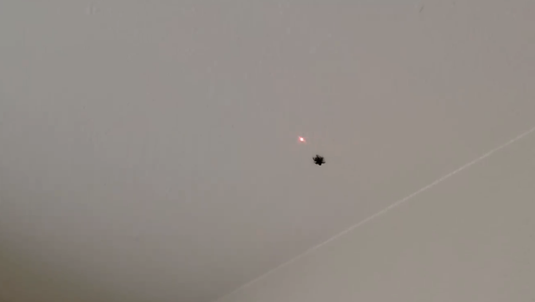 Spider, Owner Thoroughly Entertained by Laser Pointer - Sputnik International