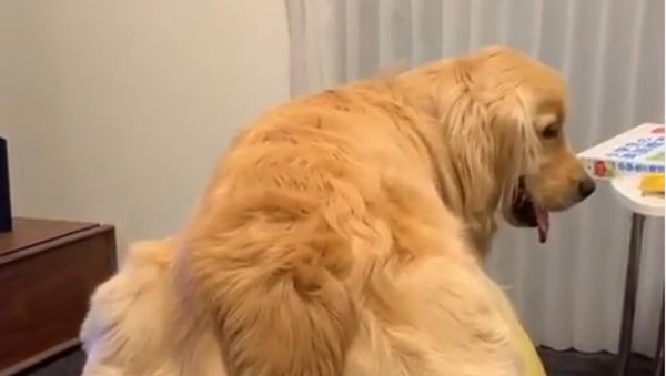 Golden Retriever - Sputnik International