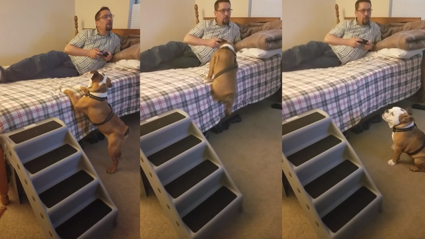 English Bulldog Puppy Elects to Work Harder, Not Smarter - Sputnik International