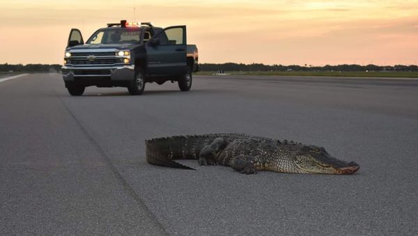 Alligator - Sputnik International