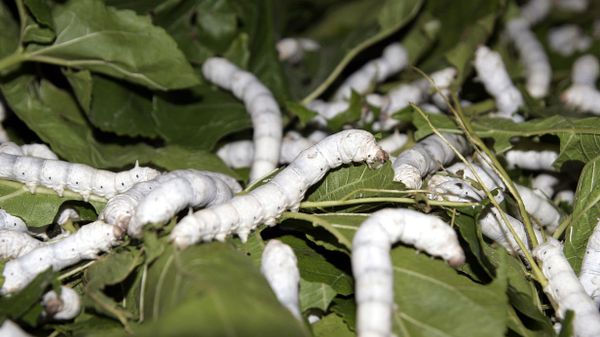 Silk worms - Sputnik International
