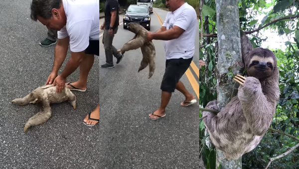 Well-Mannered Sloth Catches a Lift, Thanks Helpers - Sputnik International