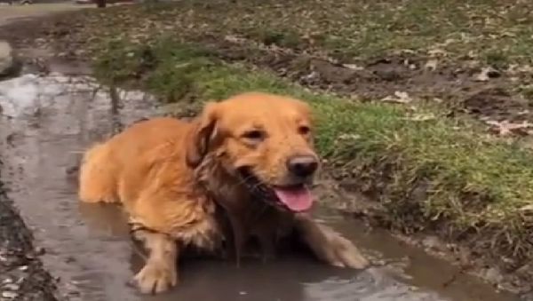 Golden retriever - Sputnik International