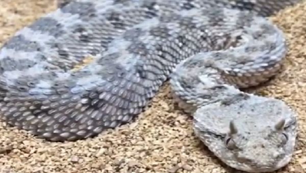 Snake - Sputnik International