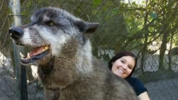 Wolfdog - Sputnik International