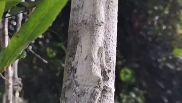 Uroplatus sikorae - Sputnik International
