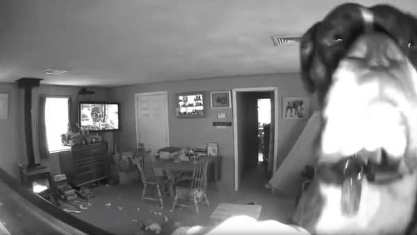 No Witnesses: Cunning Canine Takes Out Surveillance Cam - Sputnik International