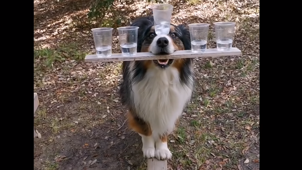 Good Boy Balances Five Cups of Water, Walks Beam - Sputnik International
