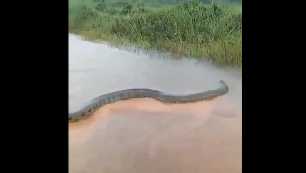 Giant Anaconda - Sputnik International