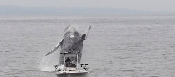 Whale Breach Close To Boat Whale Breach Close To Boat - Sputnik International
