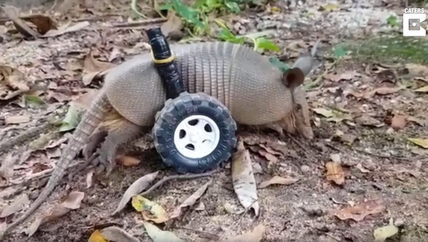 Hot Wheels: Paralyzed Armadillo Cruises in Custom Wheelchair - Sputnik International