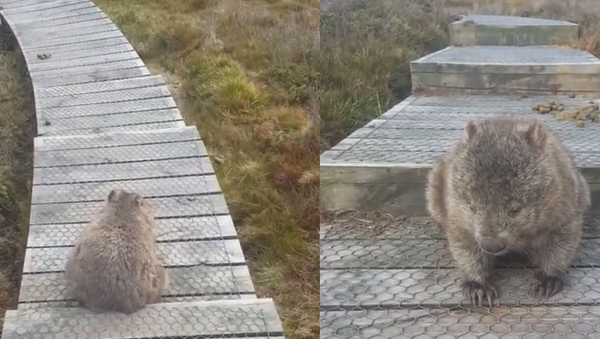 Wombat Wiggle: Hiker Catches Marsupial With an Itchy Bum - Sputnik International