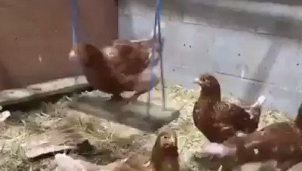 Hen on a swing - Sputnik International