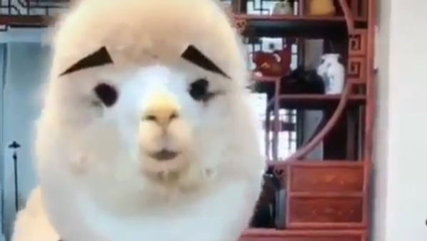 Alpaca - Sputnik International