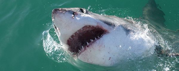 Great white shark - Sputnik International