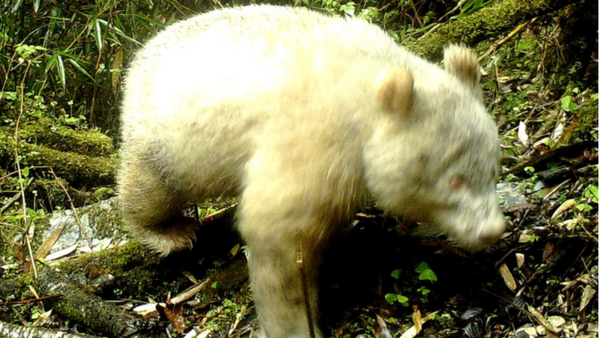 Albino giant panda - Sputnik International