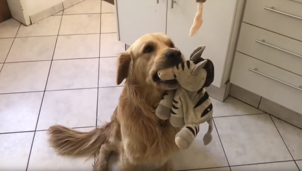 Golden Retriever Finds Himself Faced With a Delicious Dilemma - Sputnik International