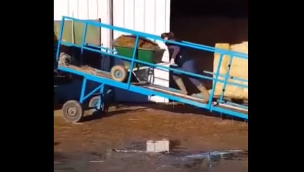 Crappy Day: Woman Slips, Gets Showered With Manure - Sputnik International