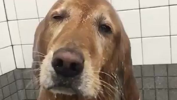Retriever - Sputnik International