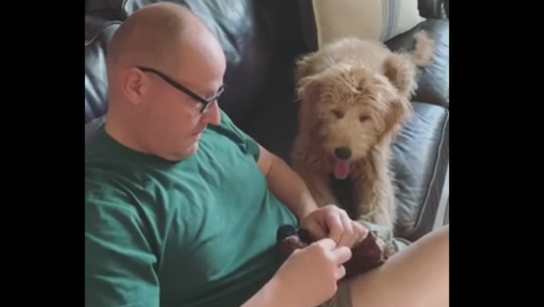 Calm Canine’s Favorite Toy Receives Patchwork Treatment - Sputnik International
