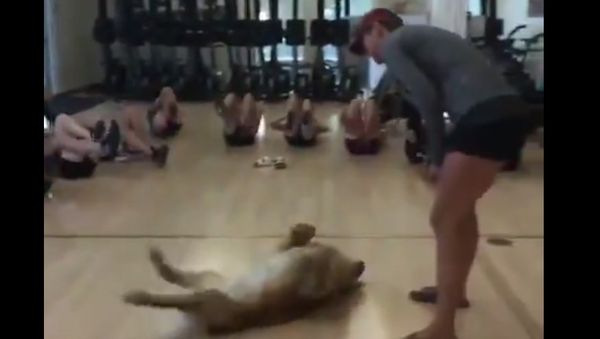 Golden retriever in a gym - Sputnik International