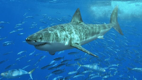 White shark - Sputnik International