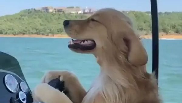 Dog - Sputnik International