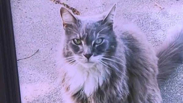 Blue the cat, whose body parts were first found discarded on the front lawn of a Sacramento elementary school - Sputnik International