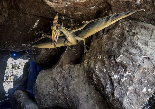 Tehran Opens Giant Insects Park  - Sputnik International