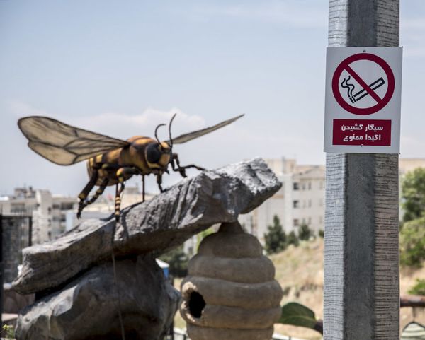 Tehran Opens Giant Insects Park  - Sputnik International