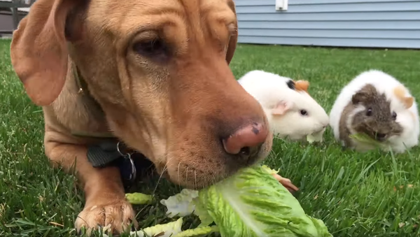 Healthy Hound, Guinea Pigs Enjoy Green Breakfast - Sputnik International