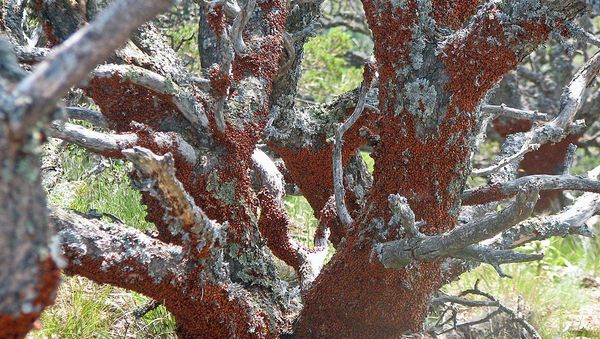 Lady bug swarm  - Sputnik International