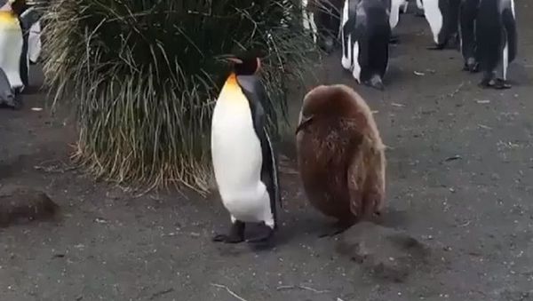 Penguins - Sputnik International