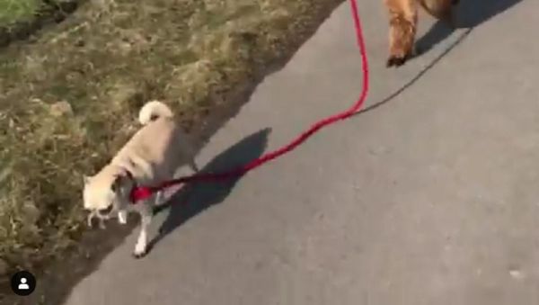 Dog - Sputnik International