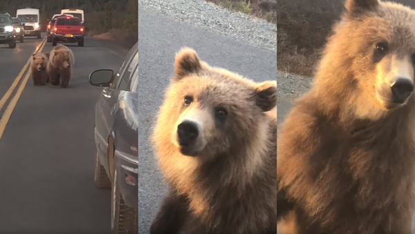 ‘Follow Mama, Don’t Climb In’: Nosy Brown Bear Cub Peeks in Car  - Sputnik International