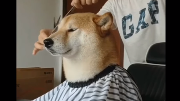 Pampered Shiba Inu Pays a Visit to the Barber  - Sputnik International